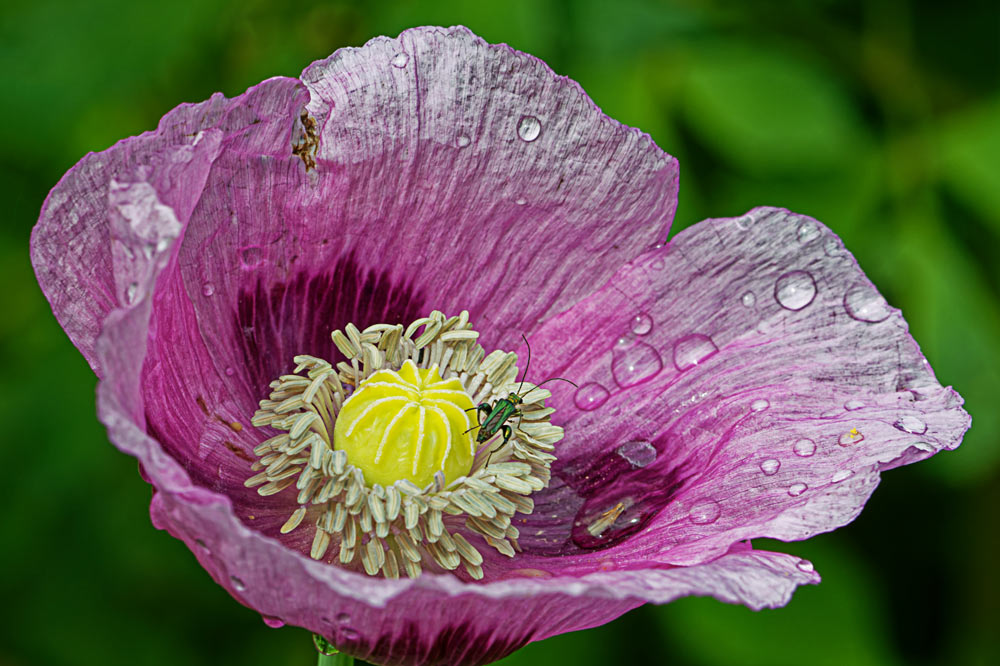 MOHN