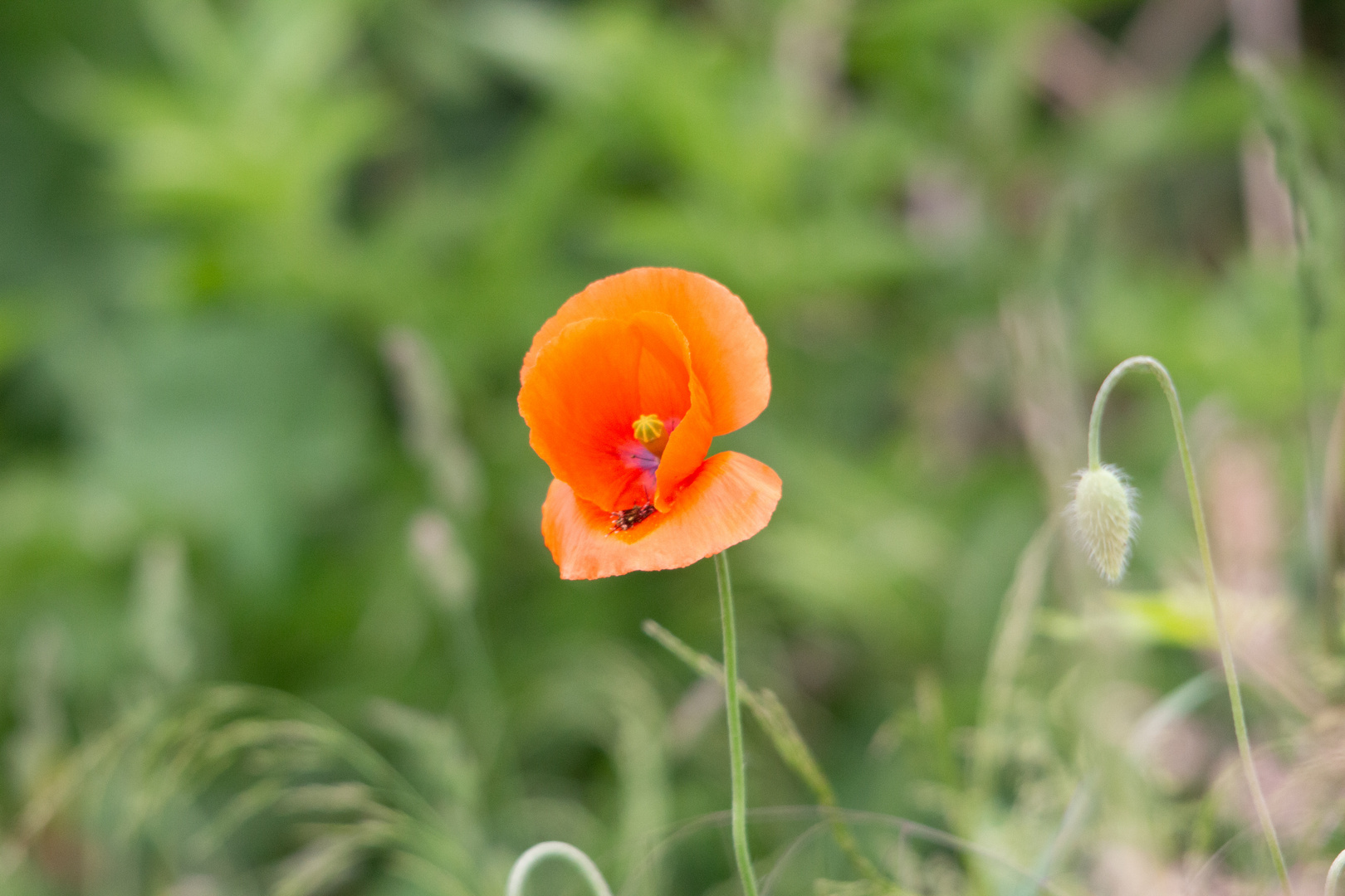 Mohn 