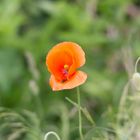 Mohn 