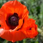 Mohn