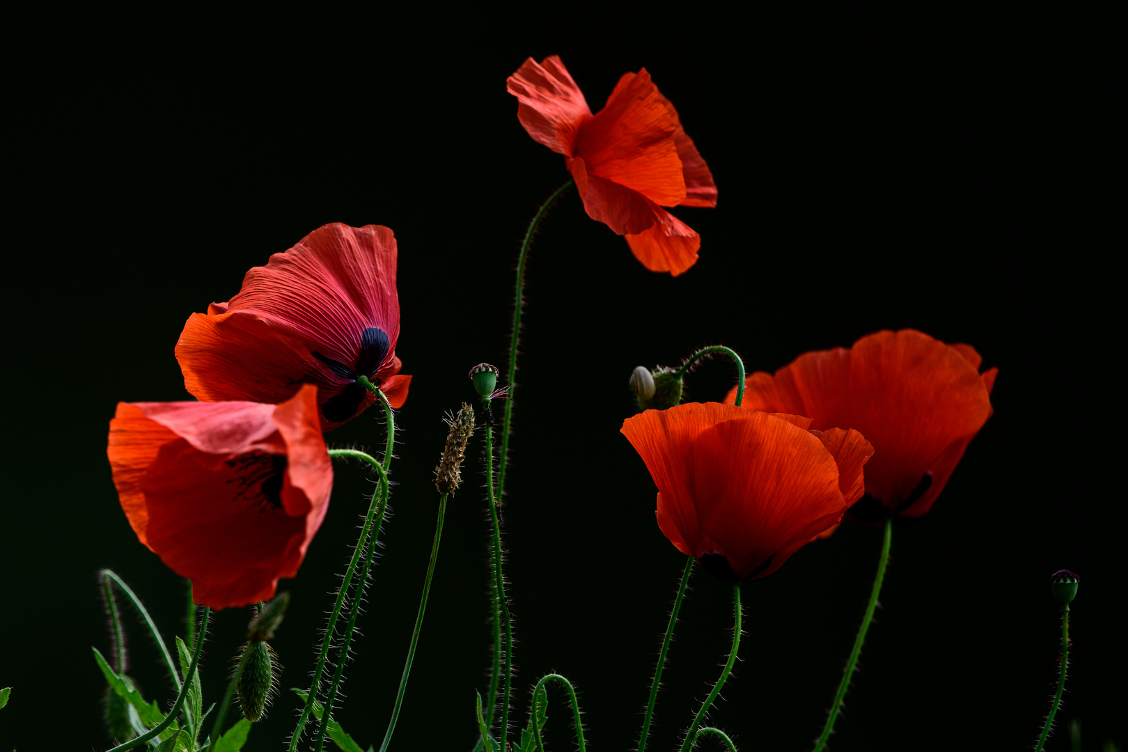 Mohn