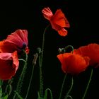 Mohn