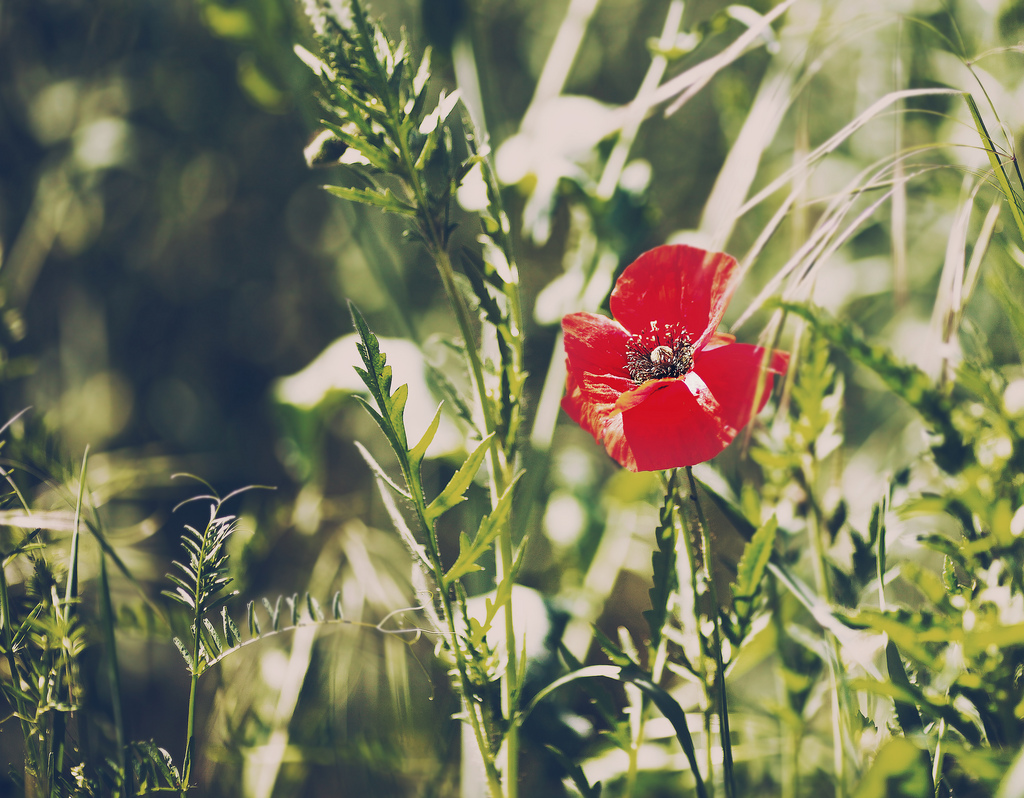 Mohn