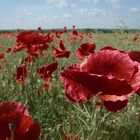 Mohn