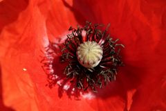 Mohn