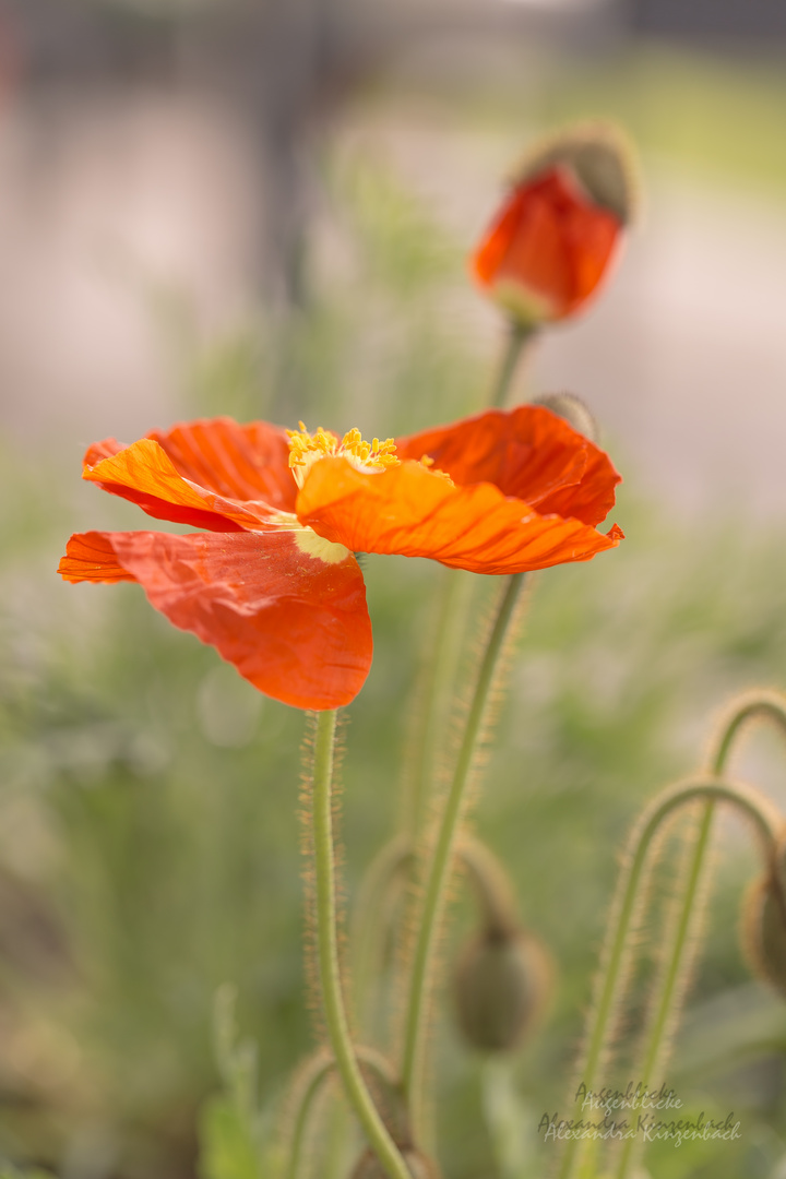 Mohn