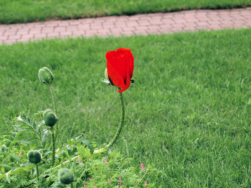 Mohn