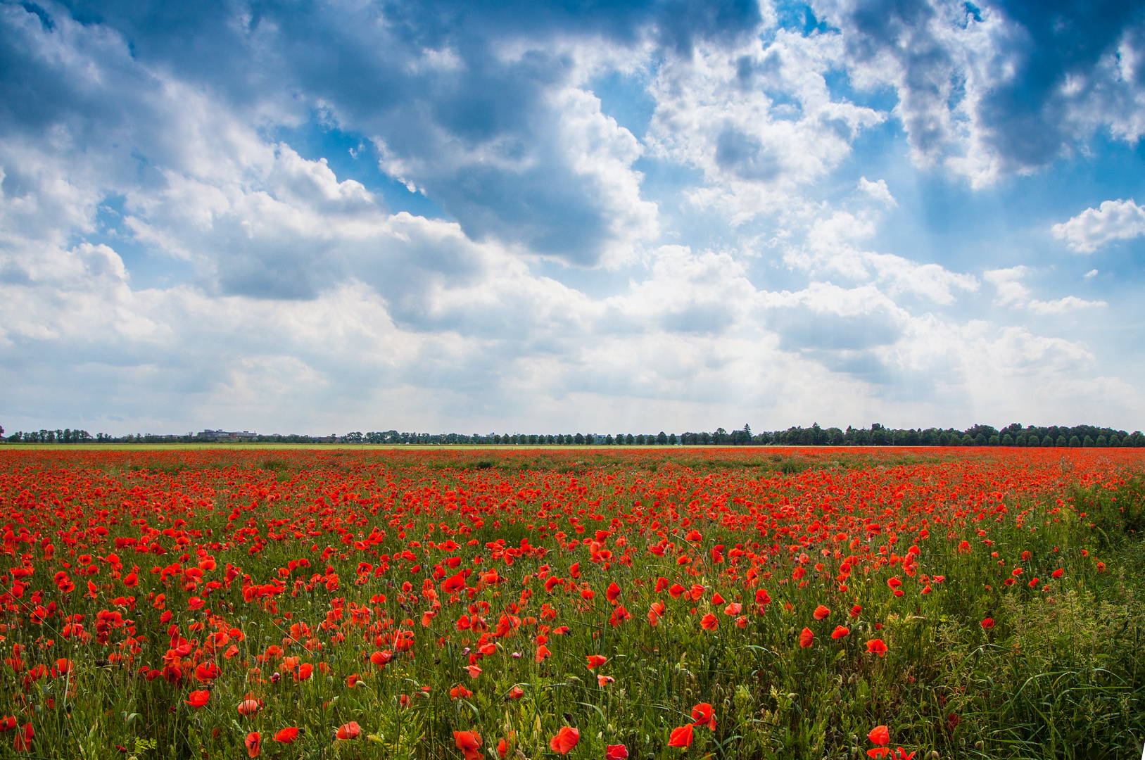 Mohn