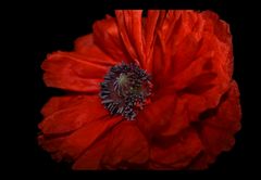 Mohn