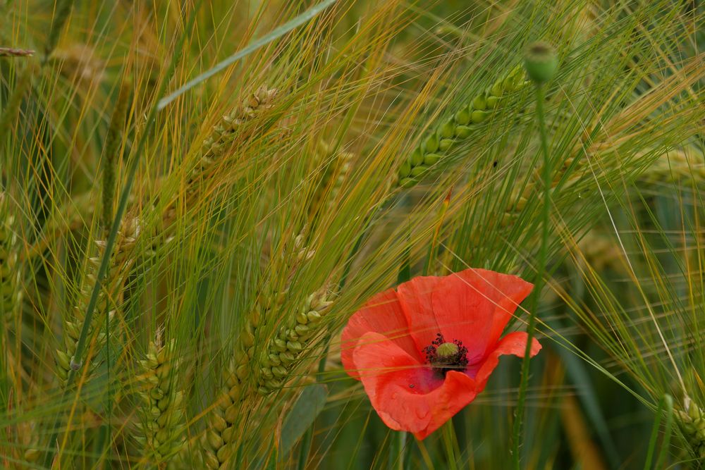 Mohn 