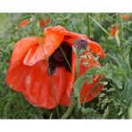 Mohn