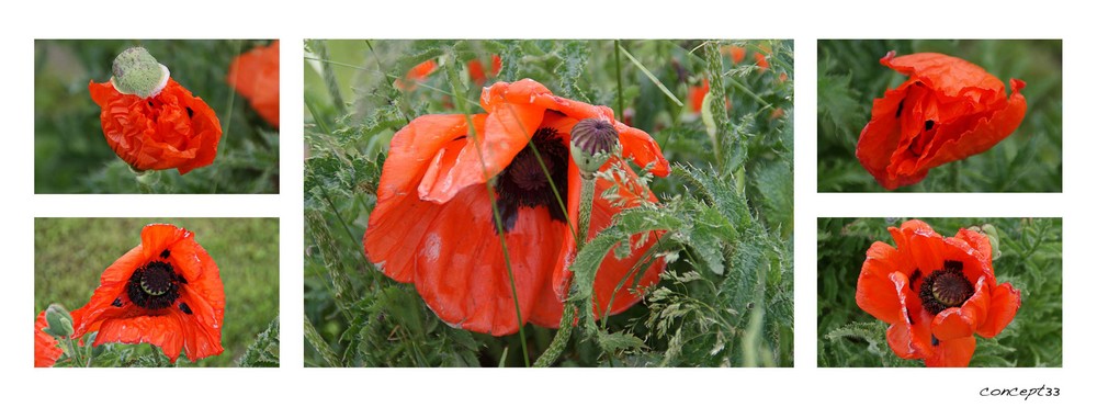 Mohn