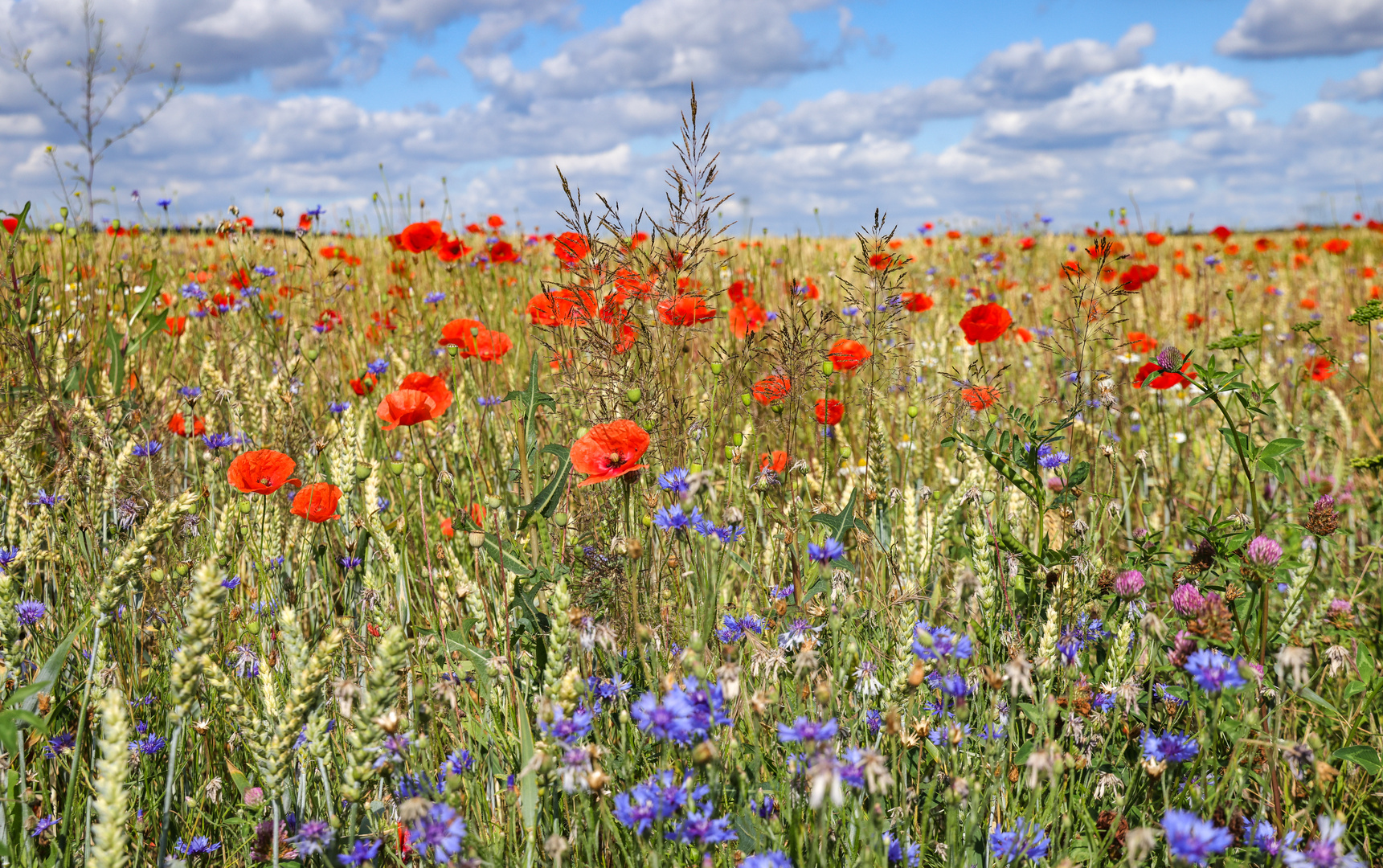 Mohn