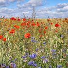 Mohn