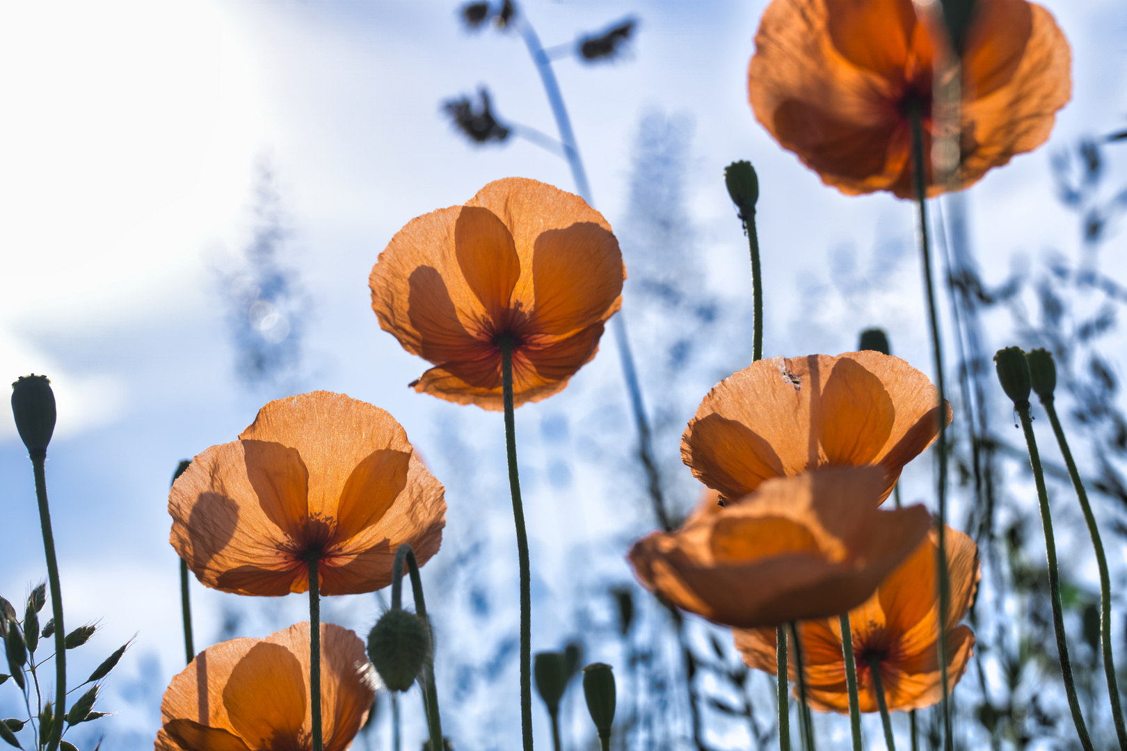 Mohn