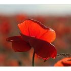 Mohn 6