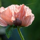 Mohn 6