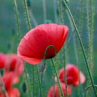 Mohn 6