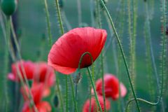 Mohn 6