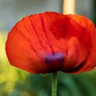 Mohn (6)