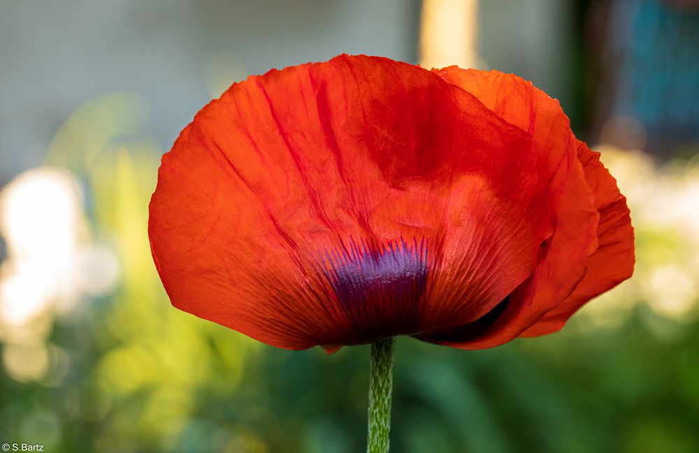 Mohn (6)