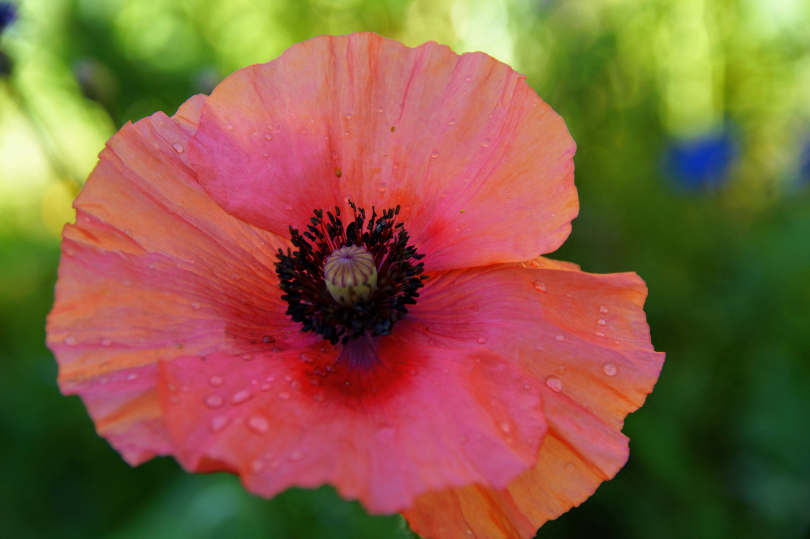 Mohn 6