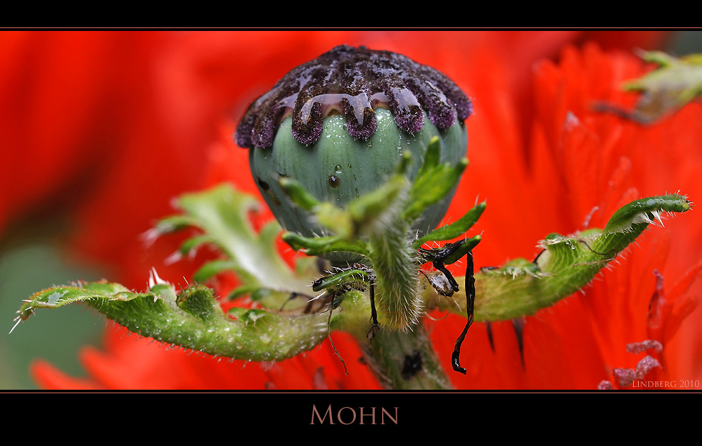 Mohn 6