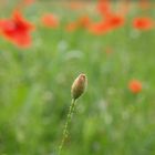 Mohn #6