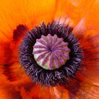 Mohn