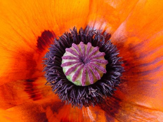 Mohn