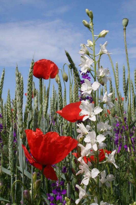 Mohn