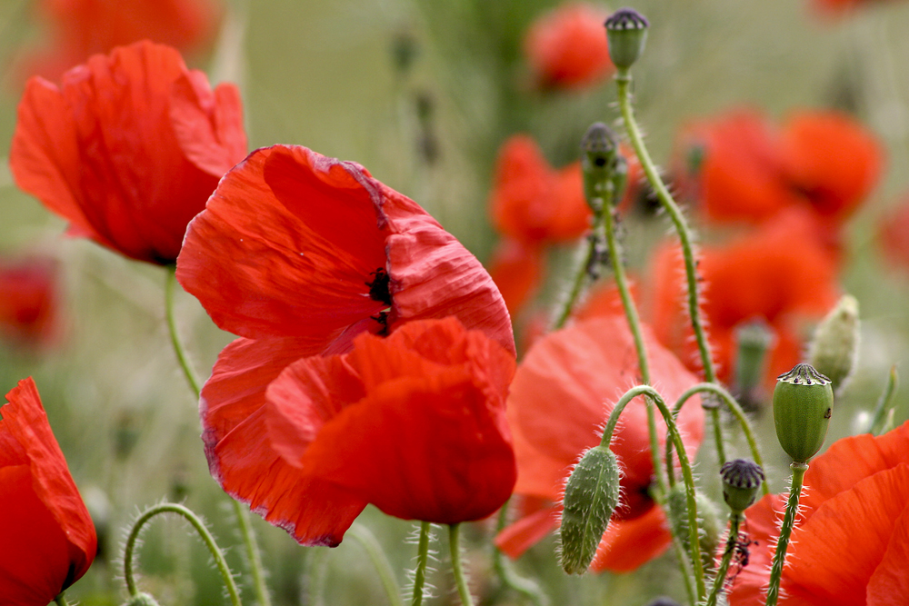 Mohn