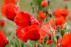 Mohn