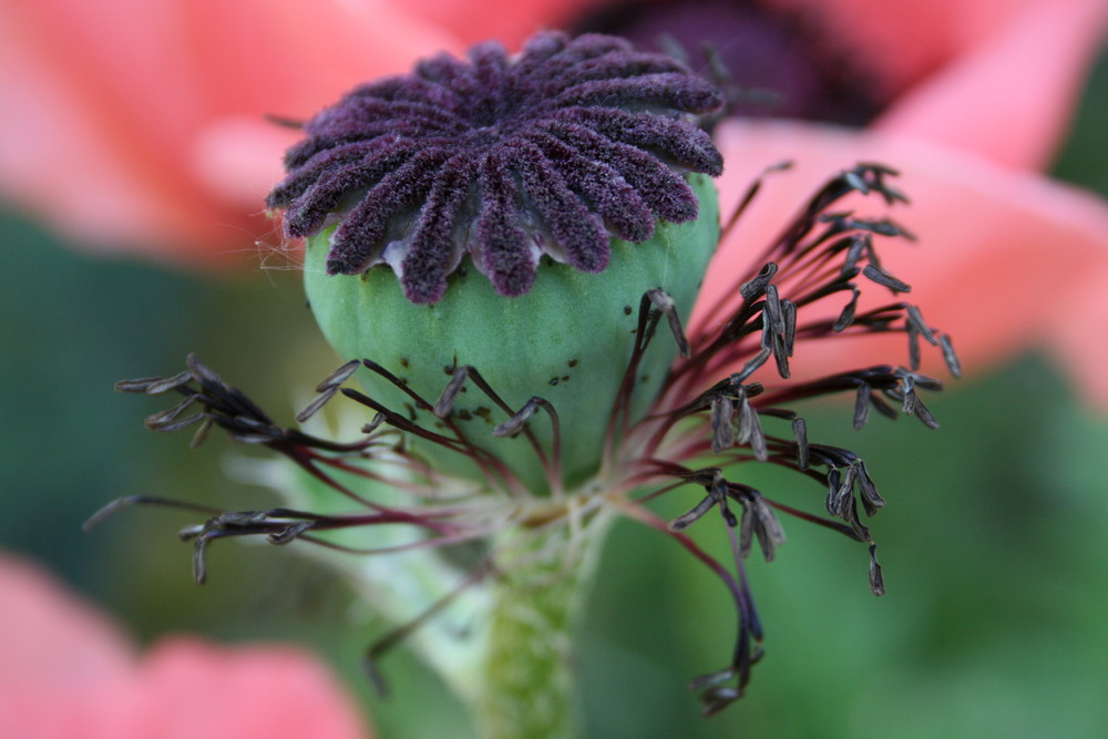 Mohn