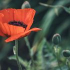 Mohn