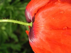 Mohn