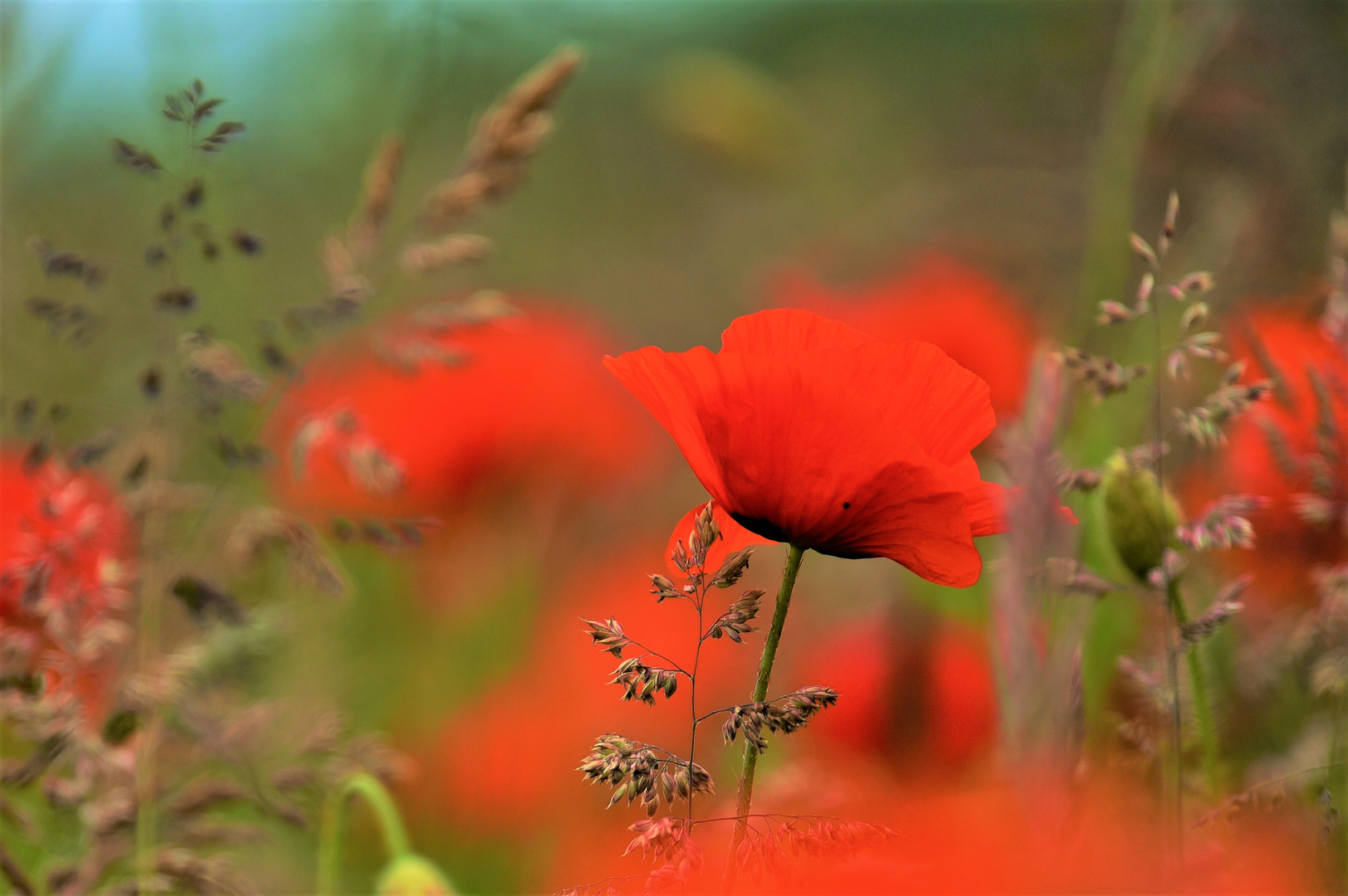 Mohn