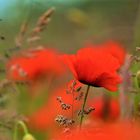 Mohn