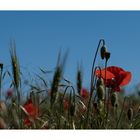 Mohn