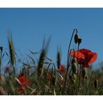 Mohn