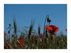 Mohn