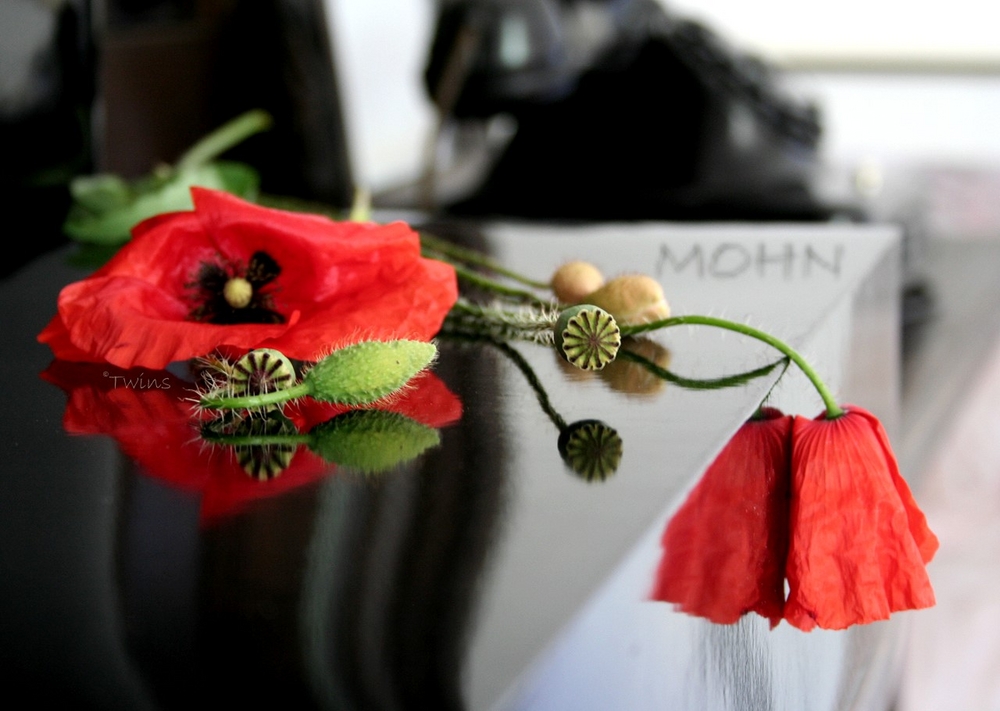 Mohn