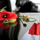 Mohn