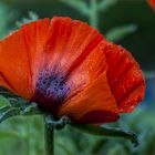 Mohn