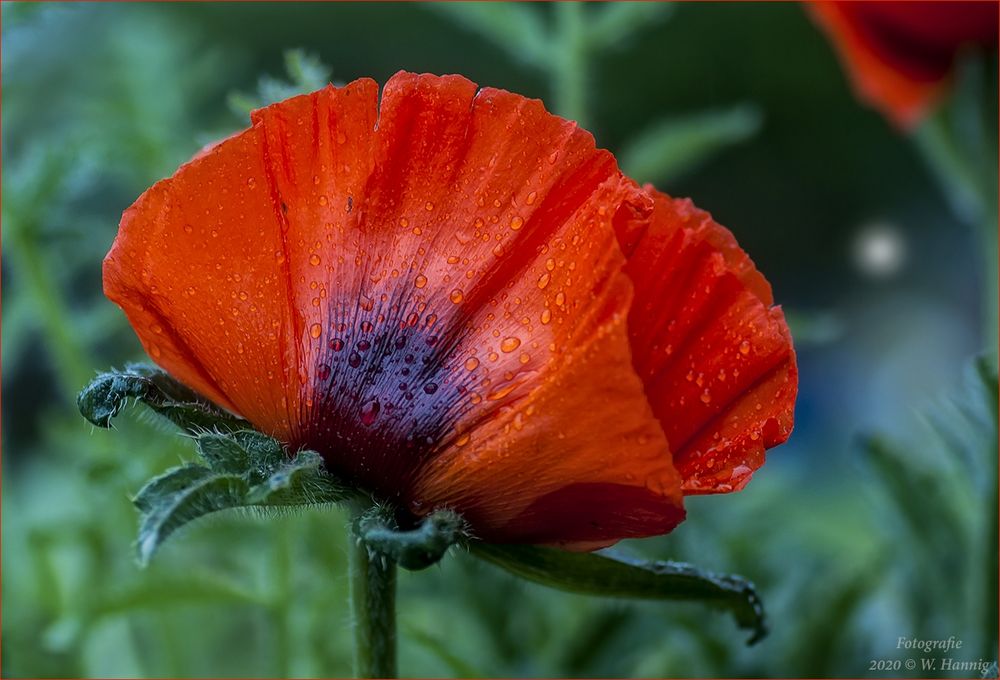 Mohn