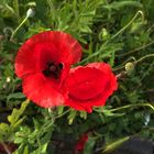 Mohn