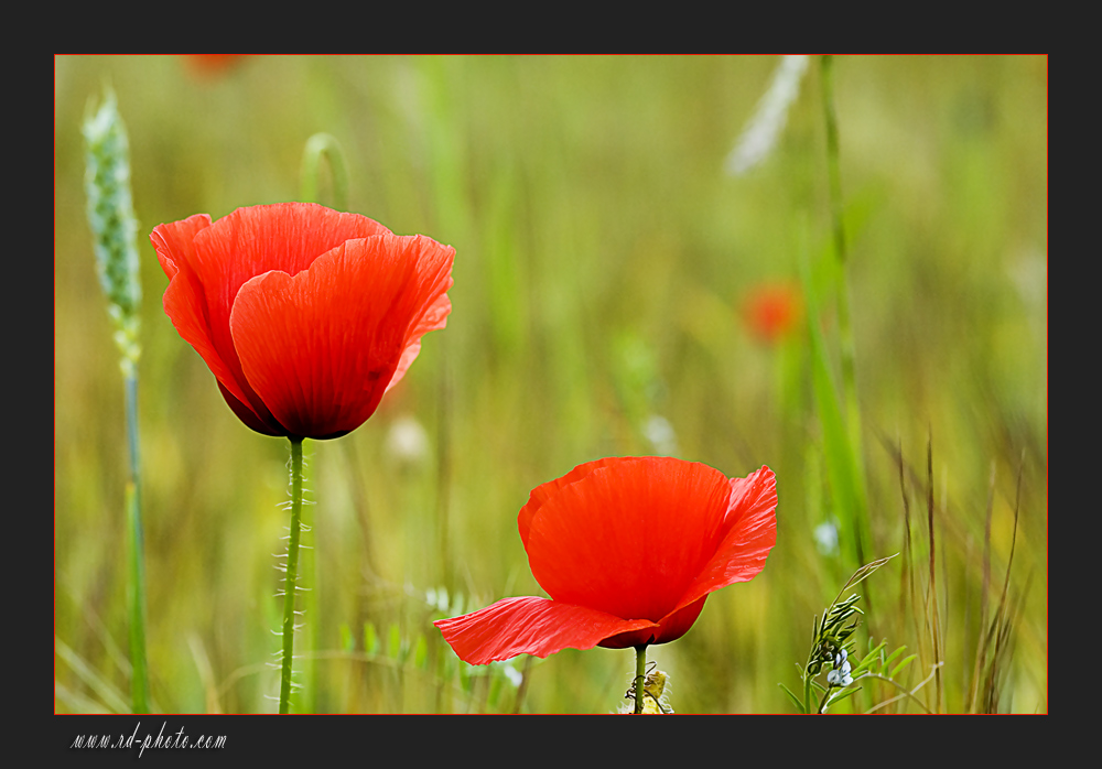 Mohn....