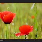 Mohn....