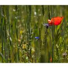 Mohn