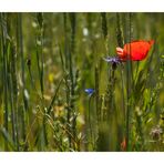 Mohn